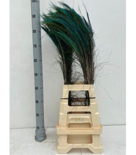 Plume de Paon 90 cm