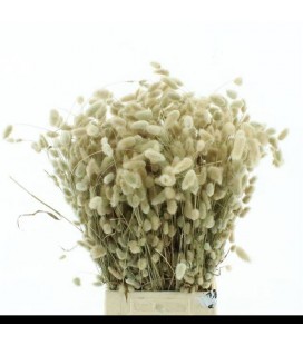 Lagurus (1 botte ) 60 cm