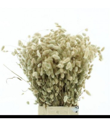 Lagurus (1 botte )