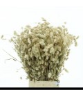 Lagurus (1 botte )