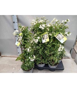 Solanum Jasminoide Ø15 h 60