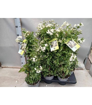 Solanum Jasminoide Ø15 h 60