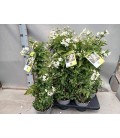 Solanum Jasminoide Ø15 h 60