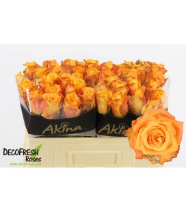 Rose Malaga 50 cm