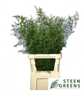 Asparagus acutif 120 cm