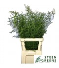 Asparagus acutif 120 cm
