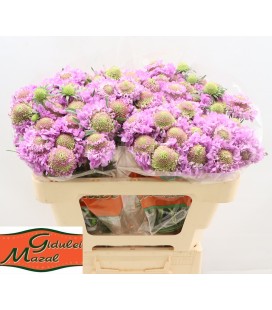 Scabieuse Scoop ube 50 cm