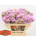 Scabieuse Scoop ube 50 cm