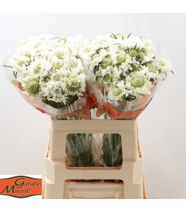 Scabieuse Scoop blanche 60 cm