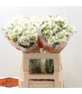Scabieuse SScoop blanche 55 cm