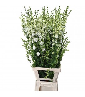 Pied d'alouette Blanche 80 cm