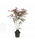 Acer trompenburg Ø 26 h 130 cm
