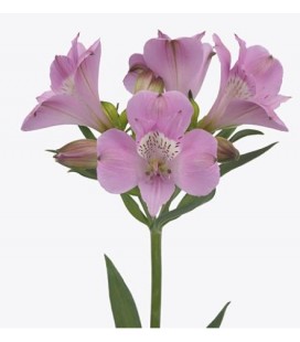 Alstromeria Layla 