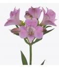 Alstromeria Layla 