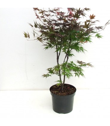 Acer pixie Ø 26 h 110 cm