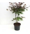 Acer pixie Ø 26 h 110 cm