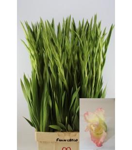Glaieul Careless Rose 120 cm