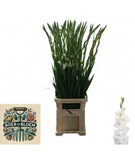 Glaieul Nova Zemla 120 cm