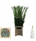 Glaieul Nova Zemla 130 cm