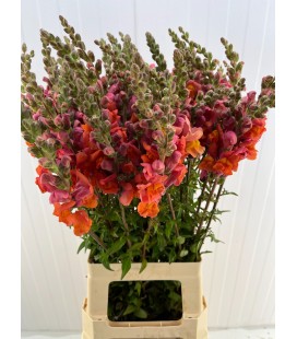Muflier Mary orange 70 cm