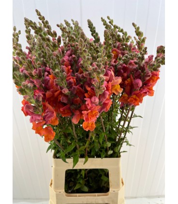 Muflier Mary orange 80 cm