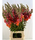 Muflier Mary orange 80 cm