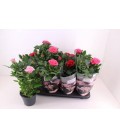 Rosier mix Ø 13