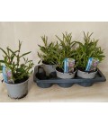 Verveine Bonariensis pot 17