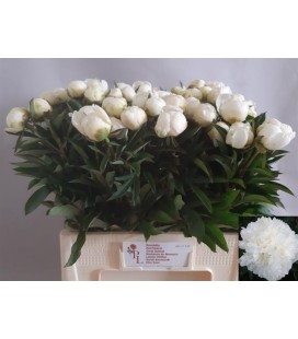 Pivoine Mme claude Tain 60 cm