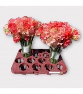 Pois Senteur Sha of romance 35 cm