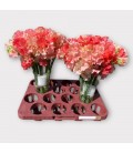 Pois Senteur Sha of romance 40 cm
