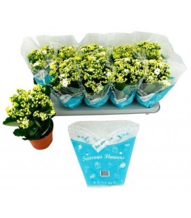 Kalanchoe Blanc Ø 12