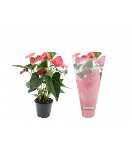 Anthurium Sweet dream Ø 14