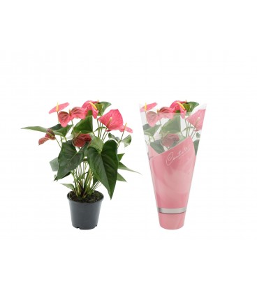 Anthurium Sweet dream Ø 14