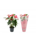 Anthurium Sweet dream Ø 14