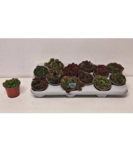 sempervivum mix Ø 10