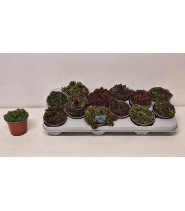 sempervivum mix Ø 10