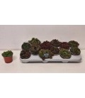 sempervivum mix Ø 10