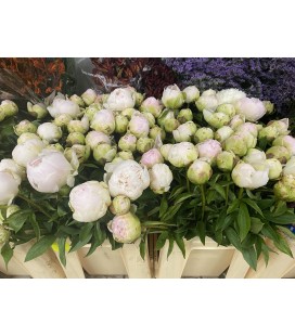 Pivoine Puffed cotton 60 cm