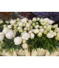 Pivoine Puffed cotton 60 cm