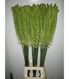 Eremurus Vanilla 90 cm