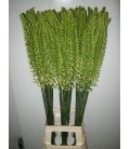 Eremurus Vanilla 90 cm