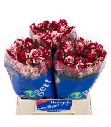 Rose Harlequin 40 cm