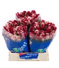 Rose Harlequin 40 cm