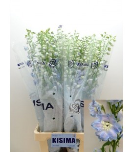 Delphinium Du Mag FSKB WB 90 cm