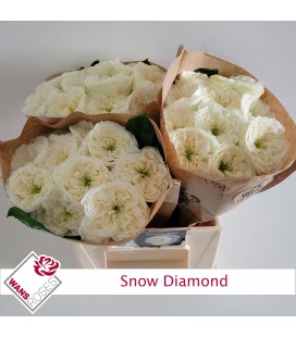 Rose Snow Diamond 50 cm