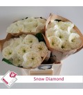Rose Snow Diamond 40 cm