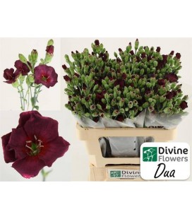 Oeillet mini solomio Dua 60 cm