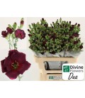 Oeillet mini solomio Dua 60 cm