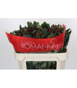 Hypericum Rocky romance 70 cm